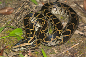 Где обитают питоны