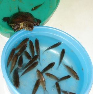 Как ухаживать за черепахами дома