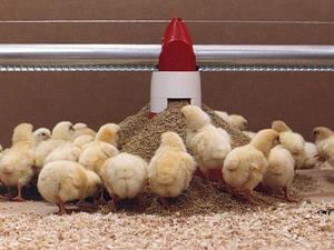 Пропорции комбикорма