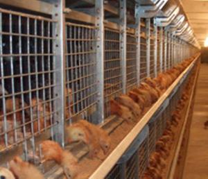 Комбикорм для цыплят