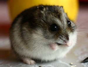 Хомяк джунгарский