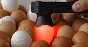 Овоскопирование куриных яиц