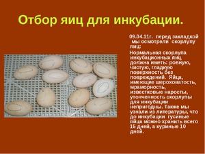 Как проводится овоскопирование яиц