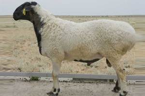 Курдючий баран как выглядит