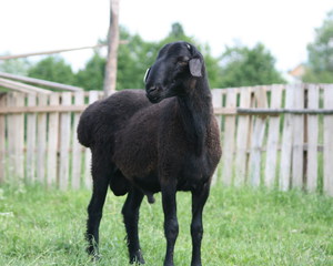 Эдильбаевская порода курдючного барана