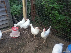 Куры в загоне