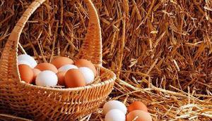 Период яйцекладки у кур