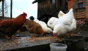 Куры клюют зерно