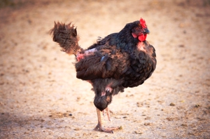 Линька у кур