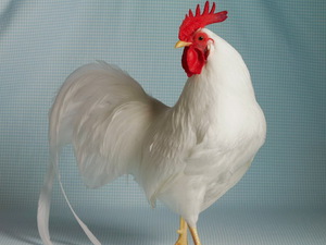 Белые куры породы Леггорны