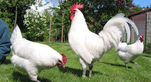 Описание разновидностей Леггорнов