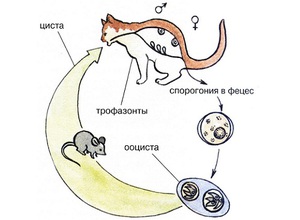 Лечение токсиплазмоза  у кошек