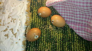 Нарушение режима содержания кур как распространенная причина расклева курами яиц