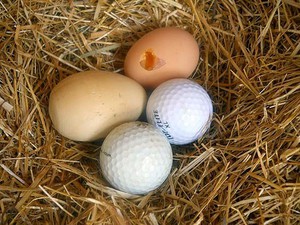 Подкладывание обманок – эффективное средство борьбы против расклева