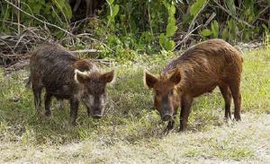 Особенности поведения дикого кабана