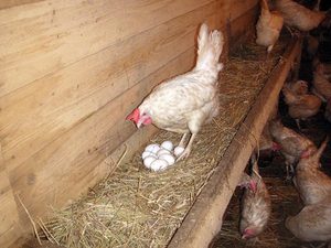 Как увеличить яйценоскость