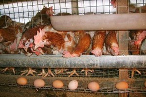 Условия для кур несушек
