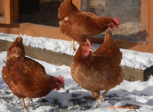 Куры породы родонит устойчивы к холодам