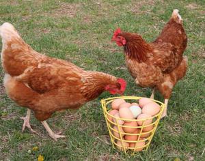 Яйценоскость кур породы родонит