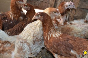 Куры-молодки родонит в помещении