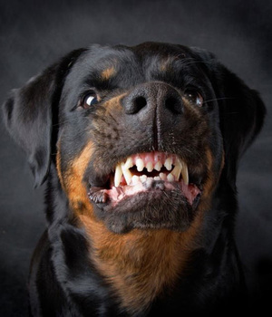 Как вести себя с агрессивной собакой