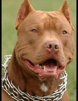 Наиболее опасные породы собак