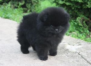 Уход за чёрным шпицем и его содержание