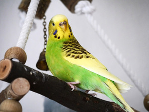 Определение пола