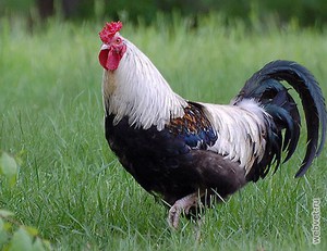 Куры породы Доркинг