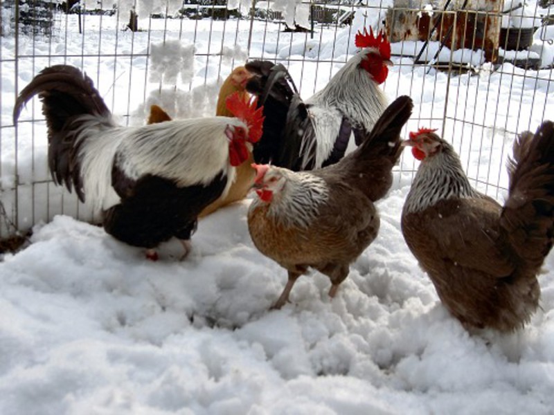 Содержание мясных пород кур