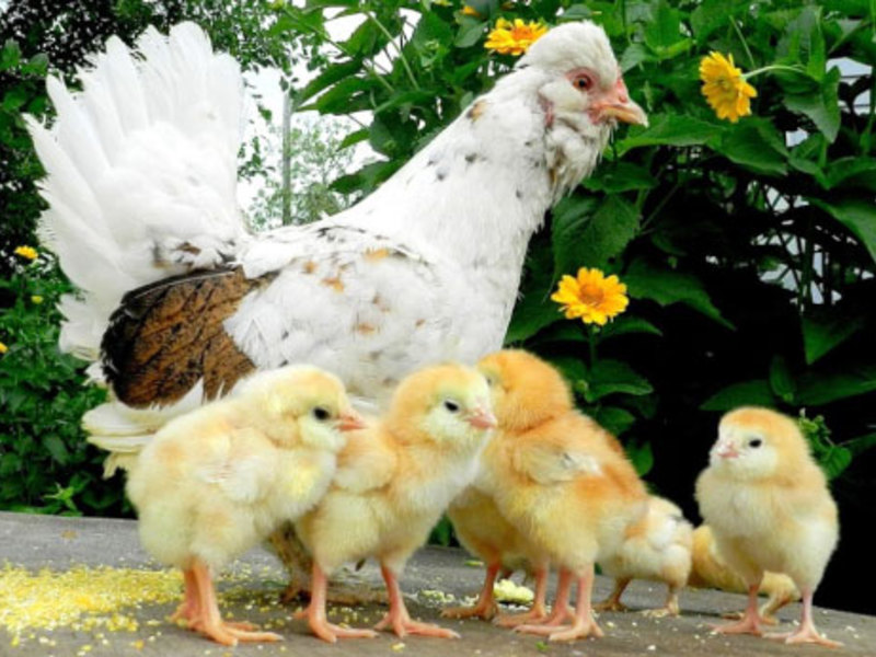 Курица с цыплятами на выгуле