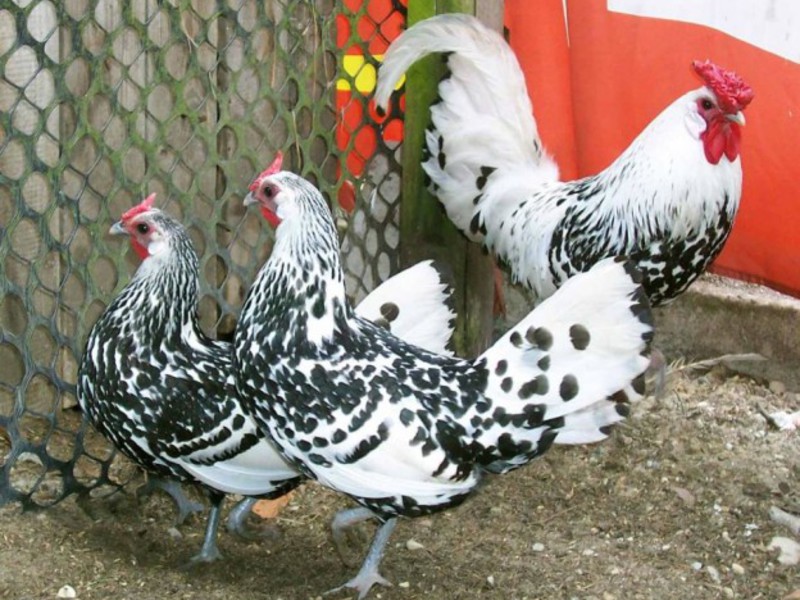 Куры Гамбургской породы