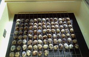 Инкубация перепелят из яиц