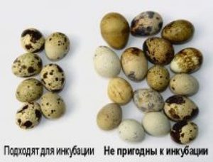 Отбор перепелиных яиц для инкубации