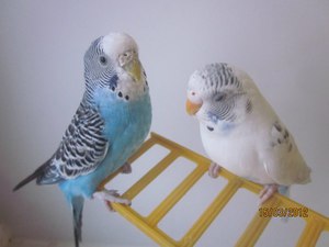 Как назвать попугая: лучшие имена для мальчиков и девочек