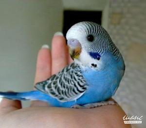 Как придумать имя попугаю