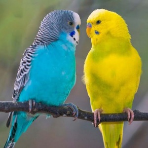 Парочка попугайчиков