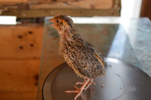 Покупка перепелок