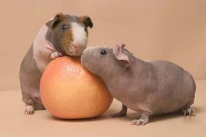 Две свинки скинни