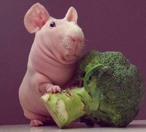 Брокколи и скинни