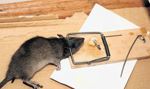 Ловушка с приманкой