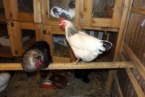 Чем опасны крысы для птиц 