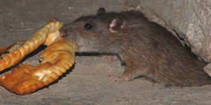 Как бороться с крысами в курятнике