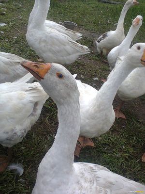 Содержание породы гусей