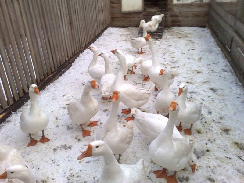 Особенности породы гусей