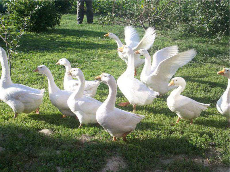 Чем хороша порода гусей