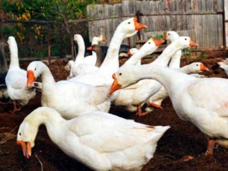 Как выглядит гусь 