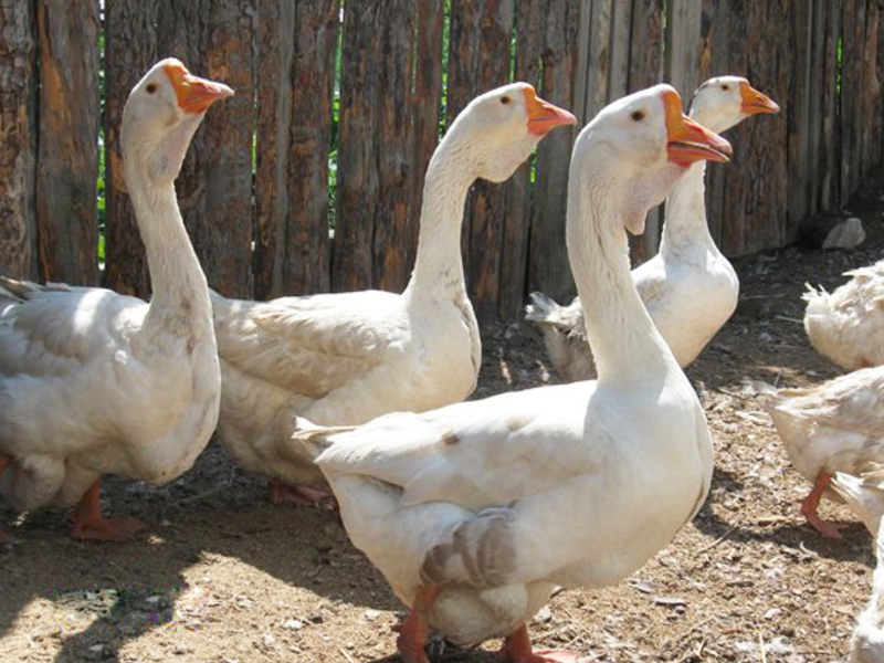 Питание гусят