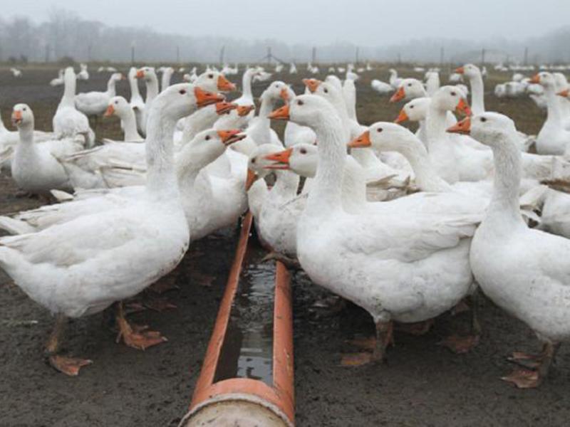 Чем кормить гусей в домашних условиях