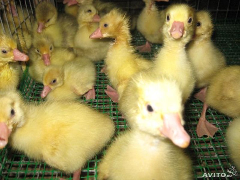 Уход за утятами